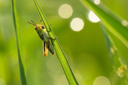 spirituele betekenis sprinkhaan