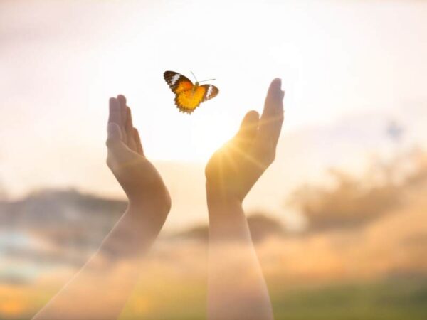 De spirituele betekenis vlinder: transformatie