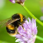 hommel spirituele betekenis