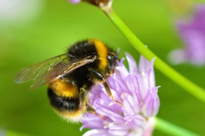 hommel spirituele betekenis