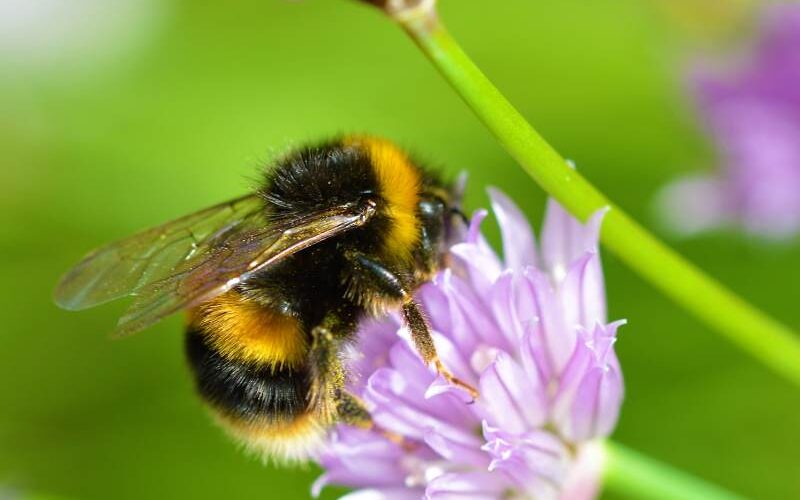 hommel spirituele betekenis
