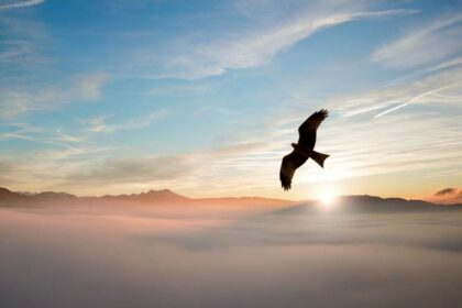 spirituele betekenis vogel