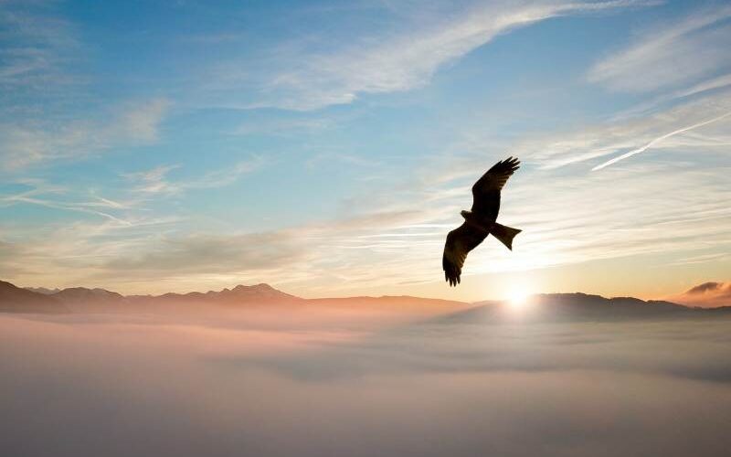 spirituele betekenis vogel