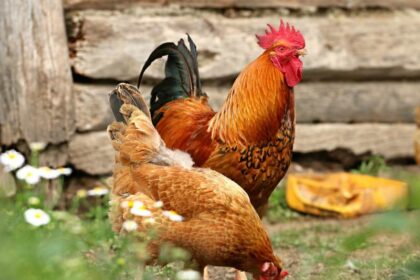 spirituele betekenis kip