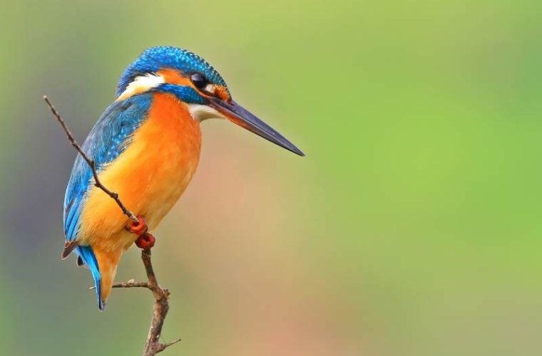 spirituele betekenis ijsvogel