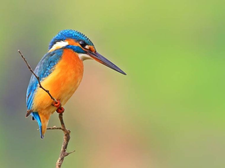 spirituele betekenis ijsvogel