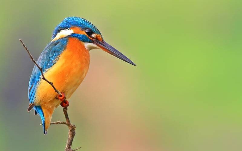 spirituele betekenis ijsvogel