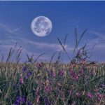 volle maan augustus 2024