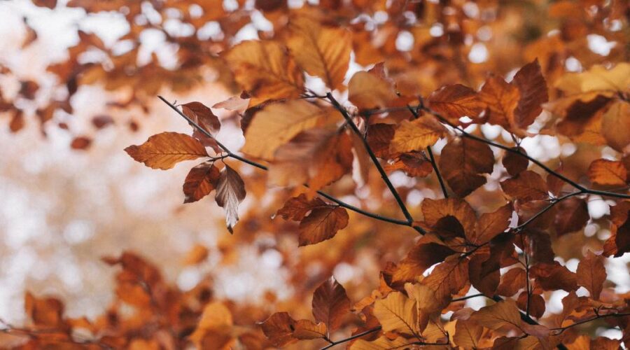 herfstritueel mabon
