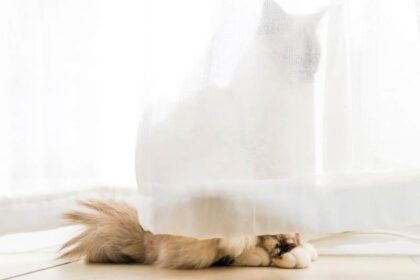 rauw overleden huisdieren