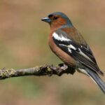 spirituele betekenis vink