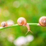 spirituele betekenis slak