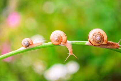 spirituele betekenis slak