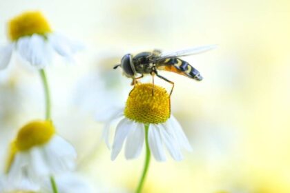 spirituele betekenis wesp