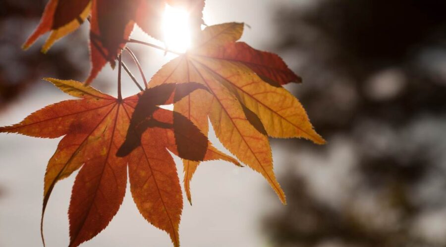 mini rituelen voor de herfst