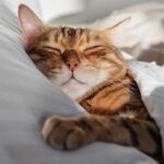 Hooggevoeligheid en slaapproblemen