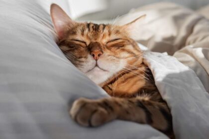 Hooggevoeligheid en slaapproblemen