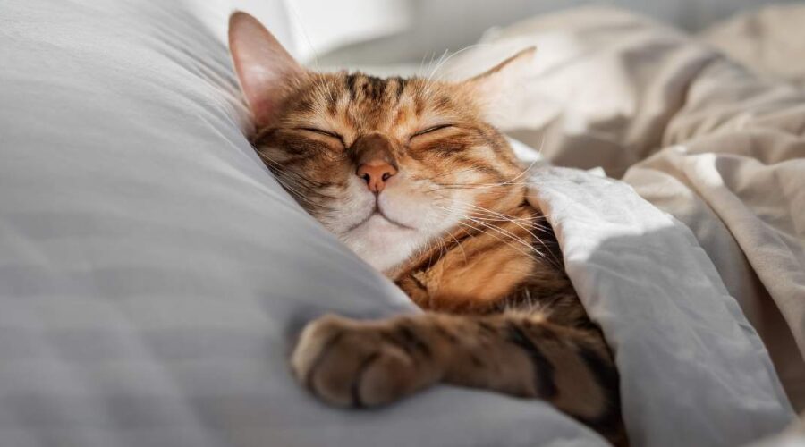 Hooggevoeligheid en slaapproblemen