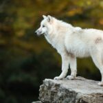 spirituele betekenis wolf