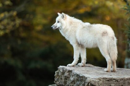 spirituele betekenis wolf