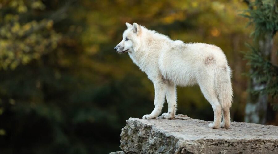 spirituele betekenis wolf