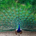 spirituele betekenis van de pauw