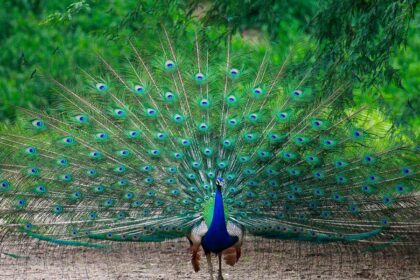 spirituele betekenis van de pauw