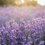 lavendel ontspanning