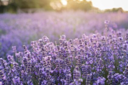 lavendel ontspanning