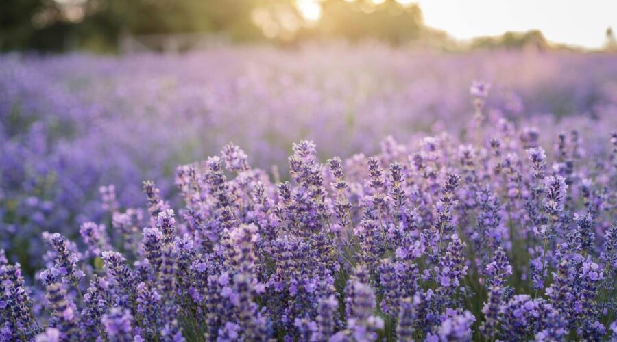 lavendel ontspanning