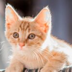 spirituele betekenis kat