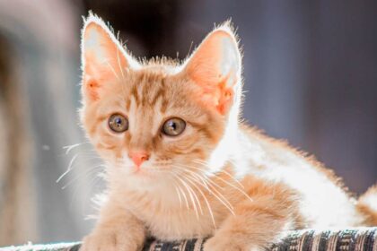 spirituele betekenis kat