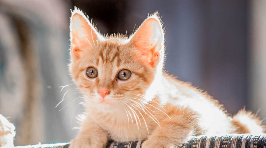 spirituele betekenis kat