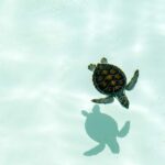 spirituele betekenis schildpad