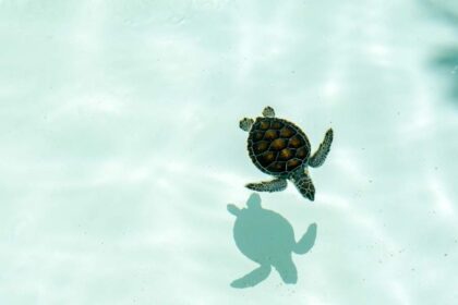 spirituele betekenis schildpad